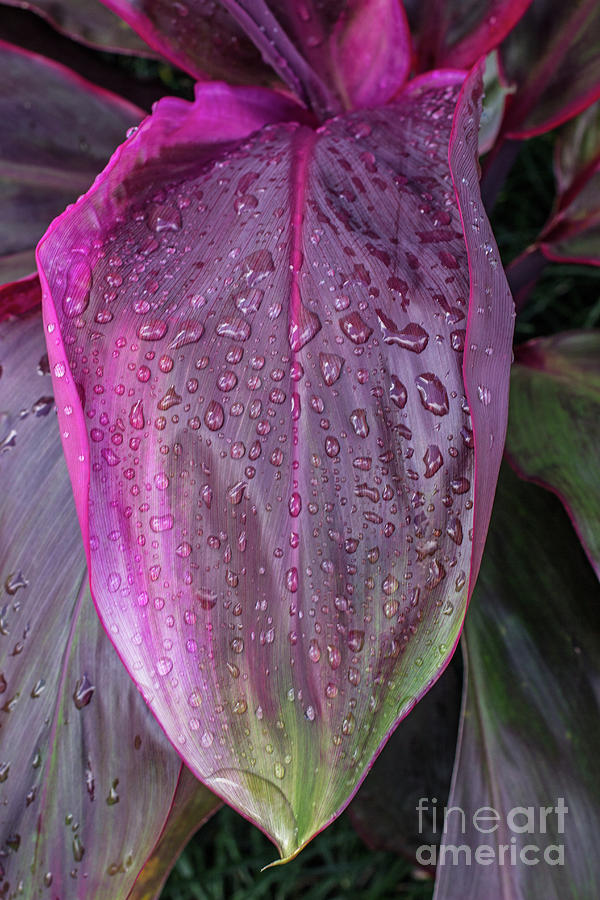 Raindrops Photograph - Drops Of Rain by Kris Hiemstra