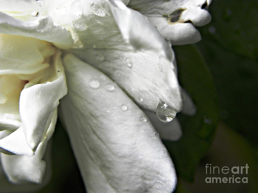Flowers Still Life Photograph - Drops Of Sweetness by Tisha Clinkenbeard