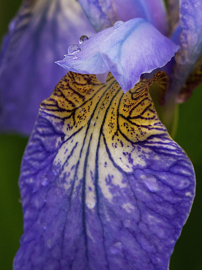 Drops on Blue Iris Photograph by Inge Riis McDonald