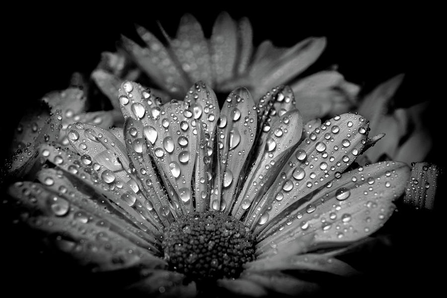 Drops on daisy flower Photograph by Lilia S