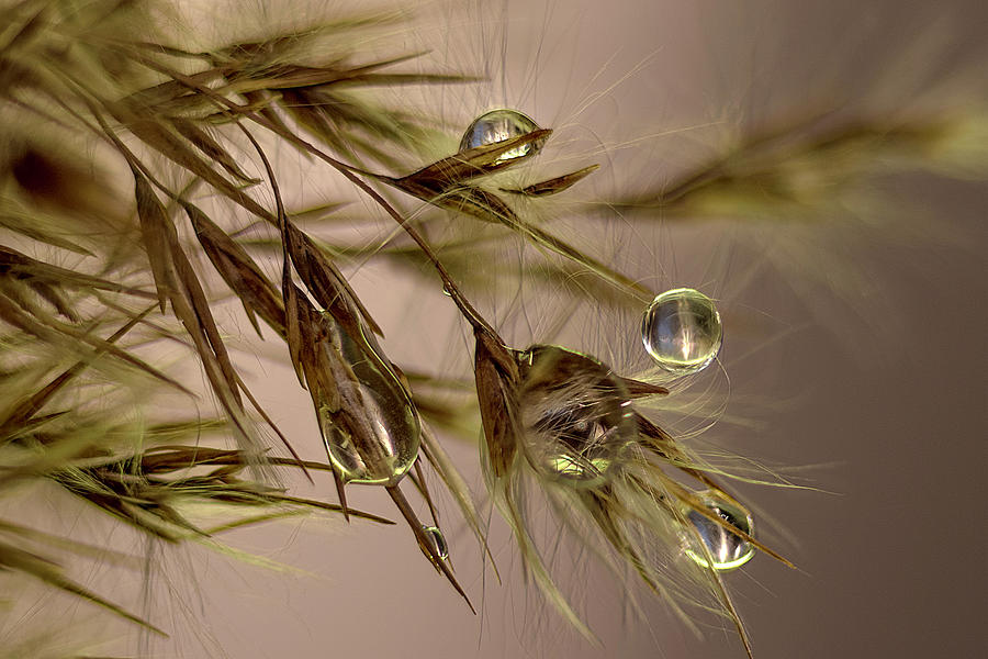 Drops on fine grass  Photograph by Wolfgang Stocker