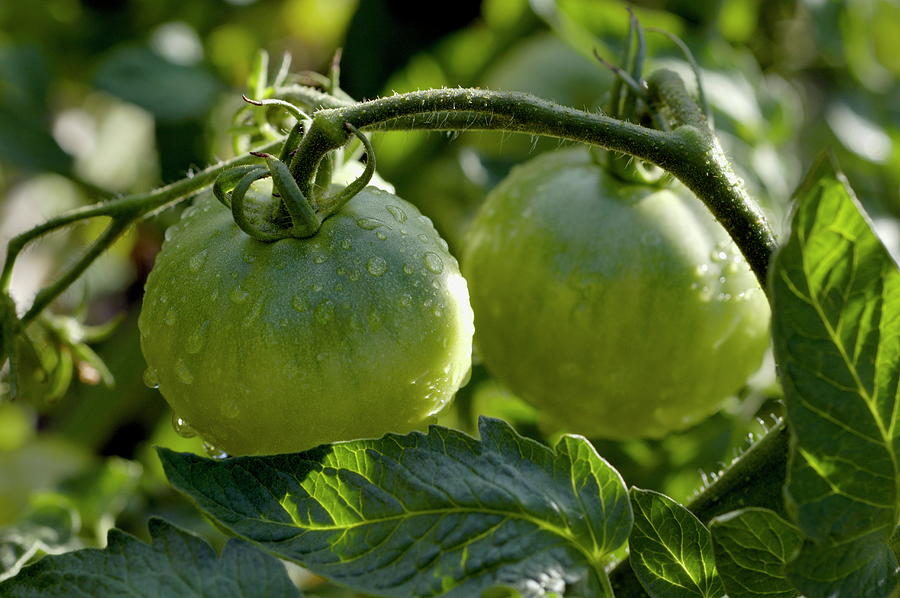 Drops on immature green tomatoes after a rain shower Photograph by Sami ...