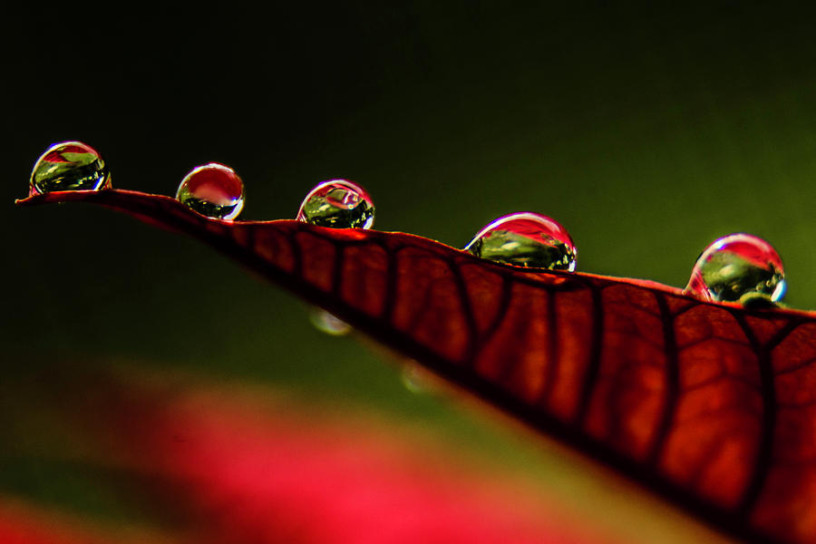 Drops on leaf Photograph by Wolfgang Stocker