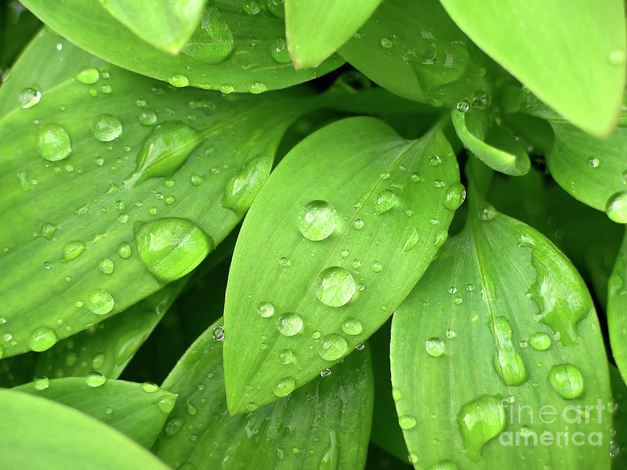Nature Photograph - Drops On Leaves by Carlos Caetano