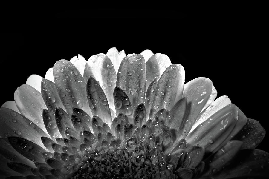 Drops on the flower Photograph by Lilia S