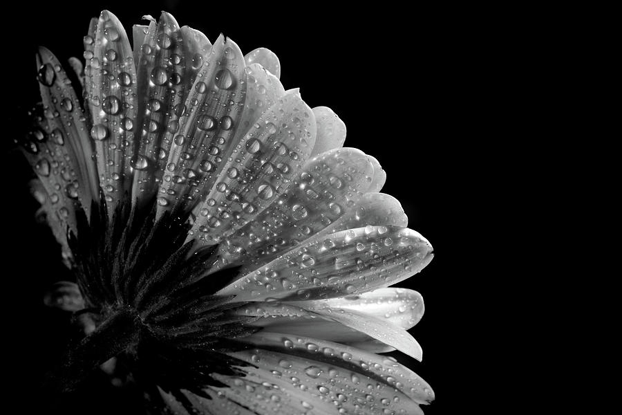 Drops on the flower petals Photograph by Lilia S