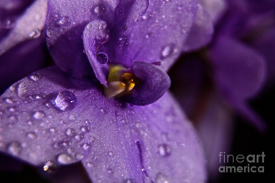 Flower Photograph - Drops on Violets by DJ MacIsaac