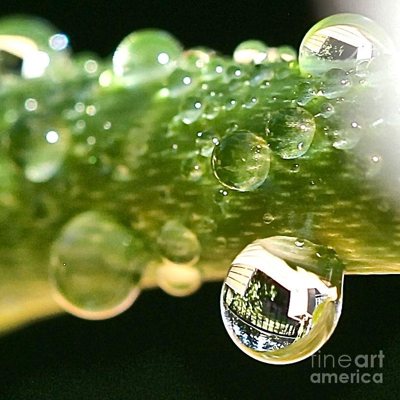 Drops Reflection Photograph by Elisabeth Derichs