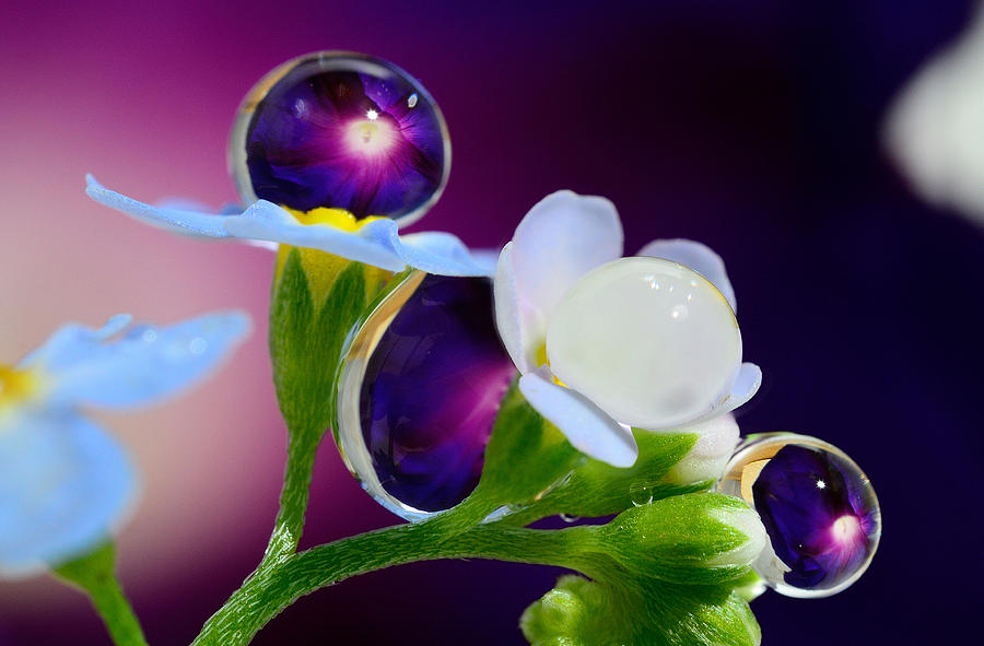 Nature Photograph - Drops, reminiscent of the jewels on the flowers by Yuri Hope