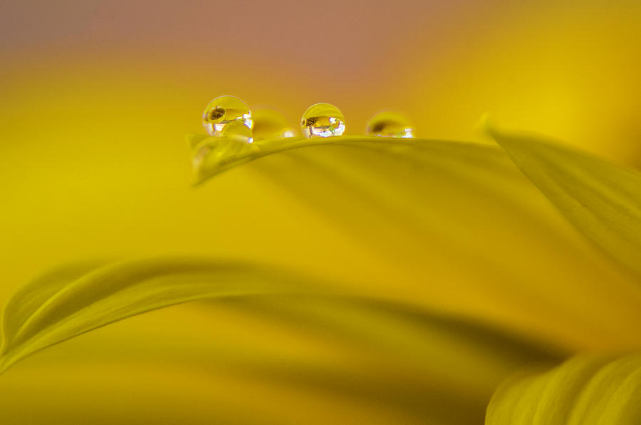 Drops resting on a leaf Photograph by Wolfgang Stocker