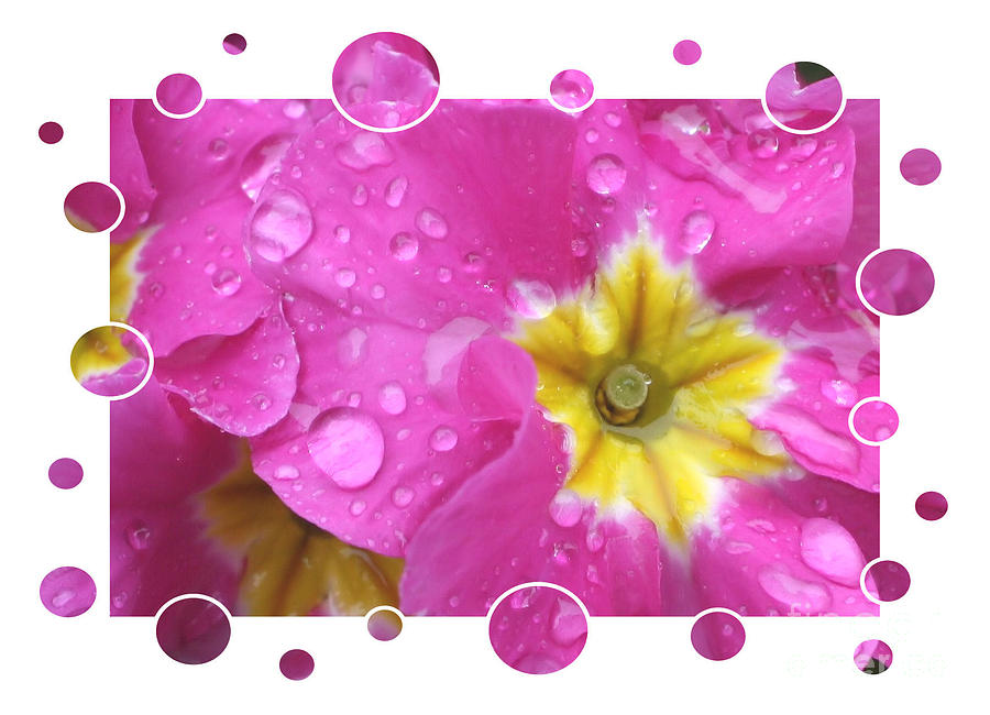 Bubbly Pink Raindrops  Photograph by Carol Groenen