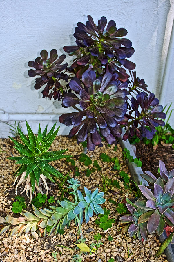 Droughtresistant Plants at Pilgrim Place in ClaremontCalifornia