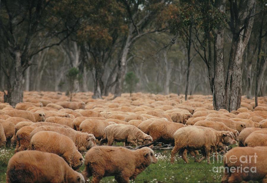 Droving Sheep  at Albert Australia Photograph by Vicki Ferrari