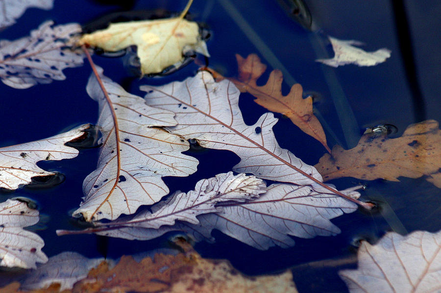 Nature Photograph - Drowning in indigo by Doris Potter