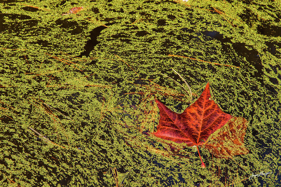 Drowning Maple Leaf Photograph by Jurgen Lorenzen