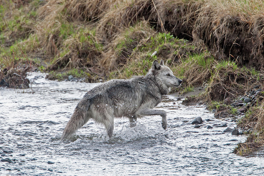 Druid Wolf 21M in Soda Butte Creek Photograph by Mark Miller