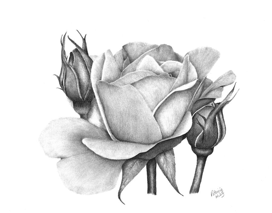 Summer Drawing - Drum Rose by Patricia Hiltz