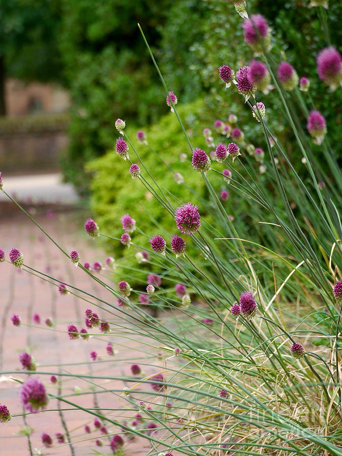 Drumstick Alliums at the Adam's Garden Photograph by Rachel Morrison