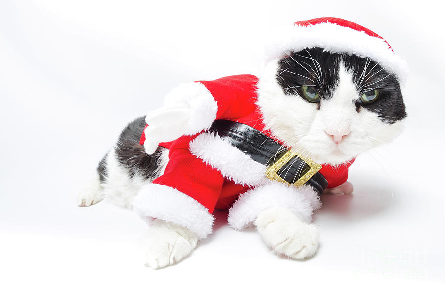 drunk Santa Claus Cat Photograph by Benny Marty