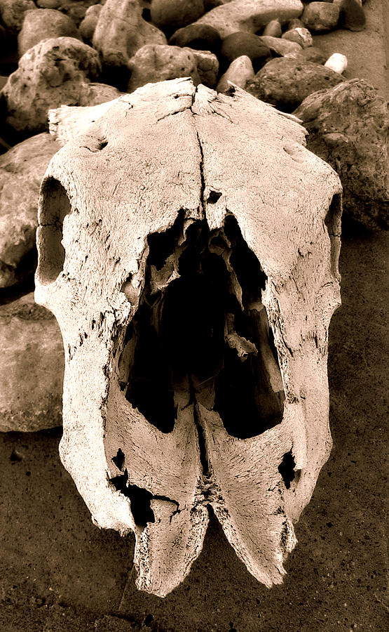 as dry as a bone