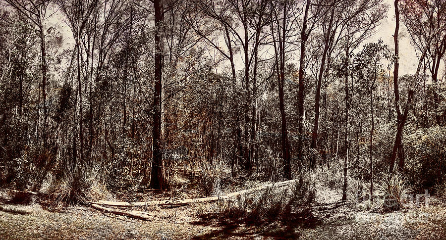 Dry autumn landscape of a vintage woodland Photograph by Jorgo Photography