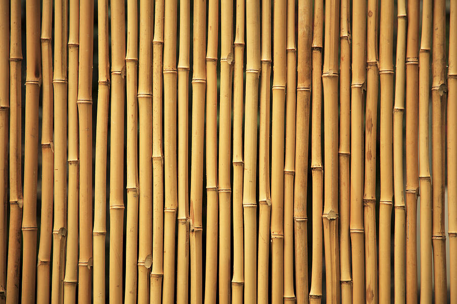 Dry Bamboo Rows Photograph by Brandon Tabiolo - Printscapes
