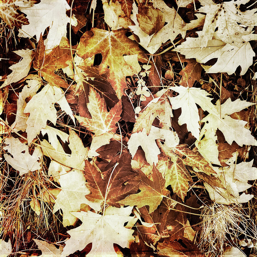 Fall Photograph - Dry brown leaves by GoodMood Art
