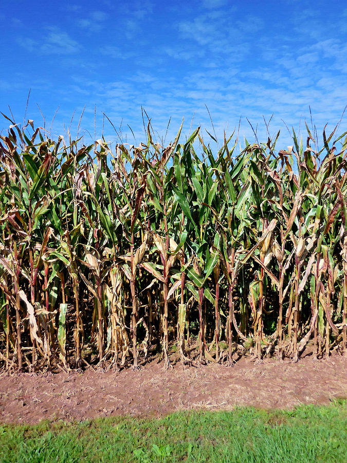 Summer Painting - Dry corn field 5 by Jeelan Clark