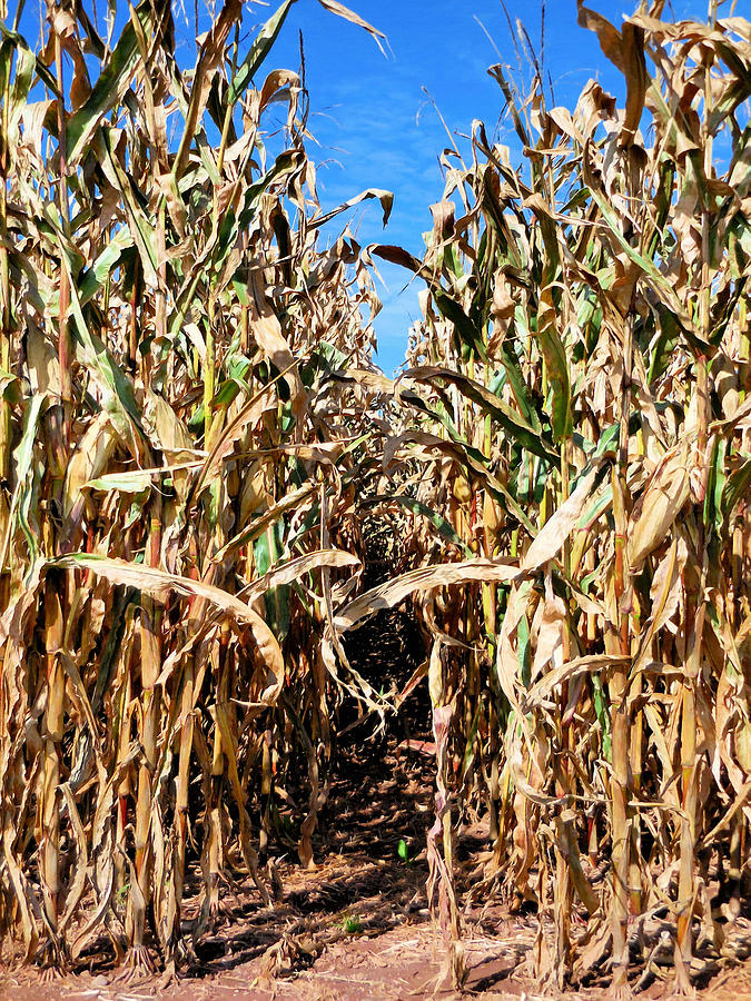 Dry corn field 7 Painting by Jeelan Clark Fine Art America