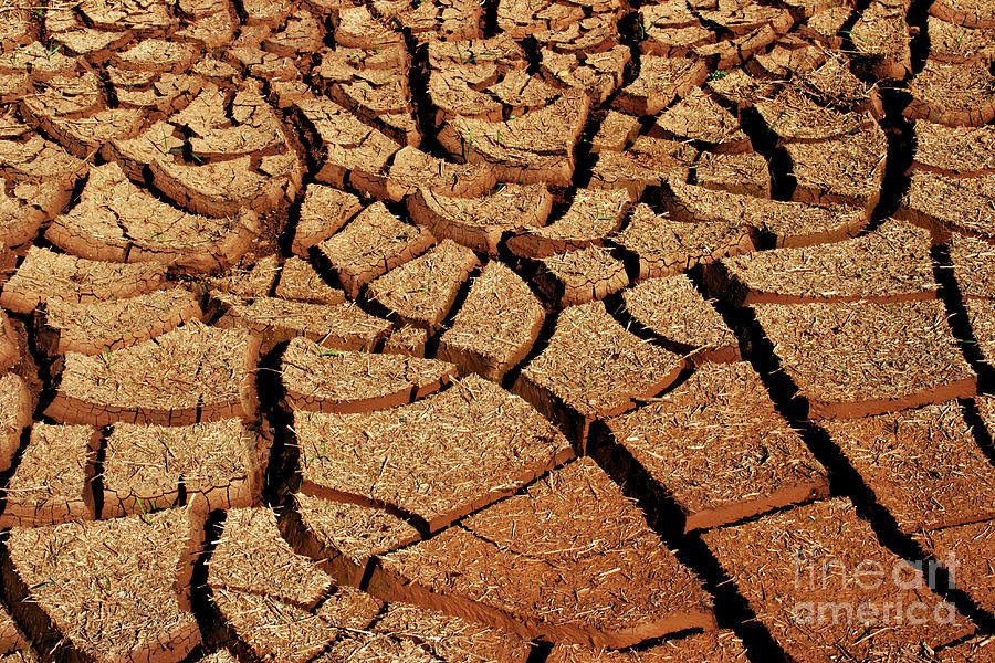 Landscape Photograph - Dry cracked mud by Meir Levavi