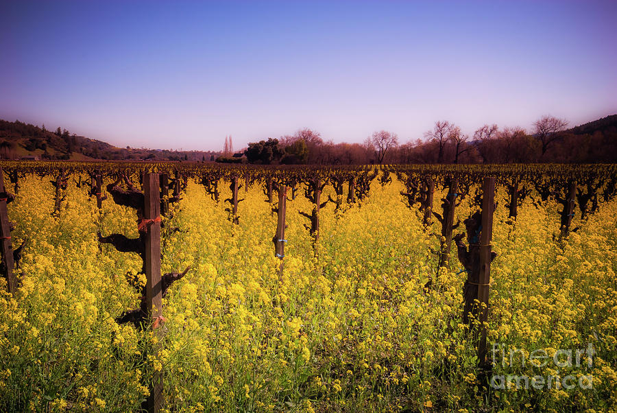 Dry Creek Mustard Flowers Sonoma County Photograph by Blake Webster