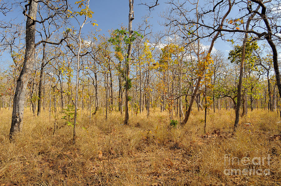 Dry Deciduous Forest, Cambodia Photograph by Fletcher & Baylis