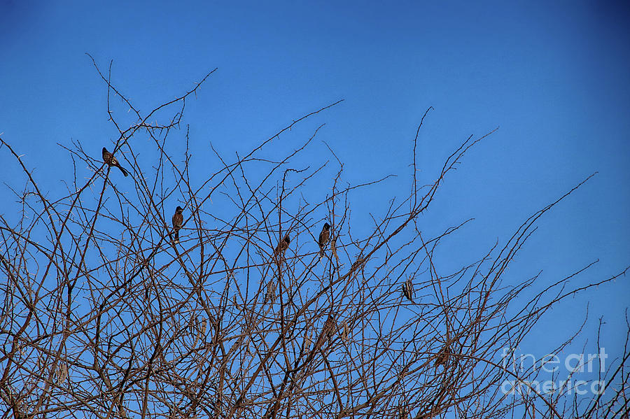 Dry design... Photograph by Rajesh Kotecha Fine Art America