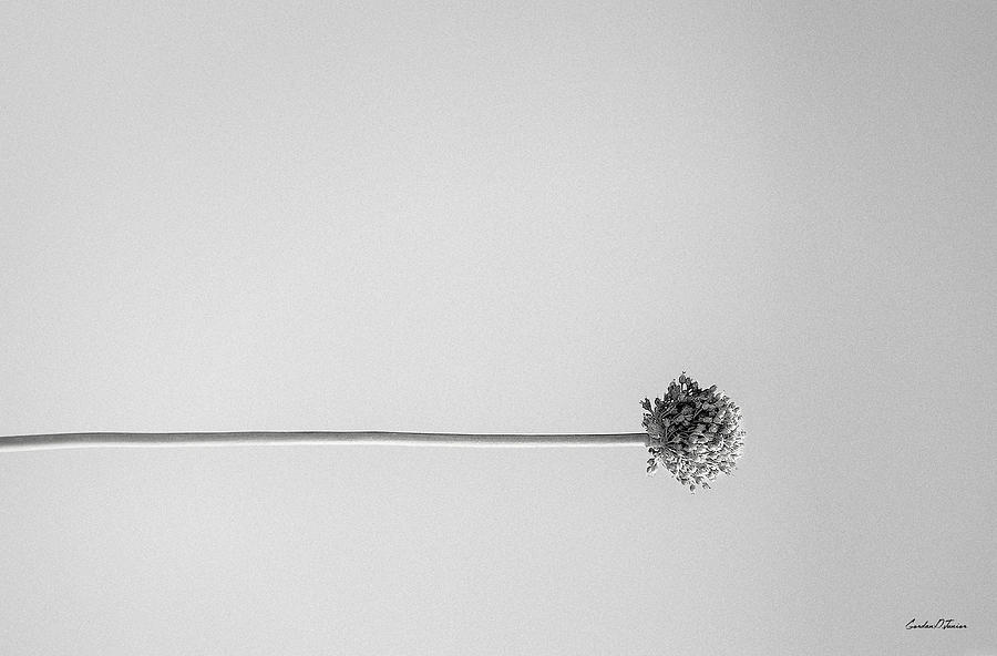 Dry Flower - Black And White Art Photo Photograph by Modern Abstract