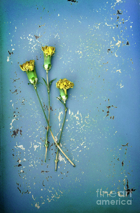 Dry Flowers on Blue Photograph by Jill Battaglia