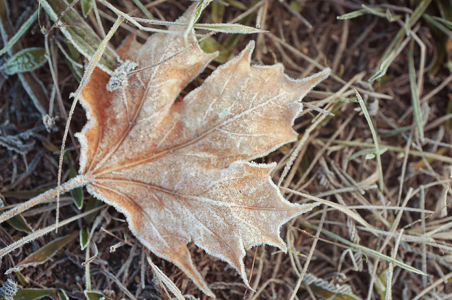 Dry Frosted Maple Leaf  Photograph by Jenny Rainbow