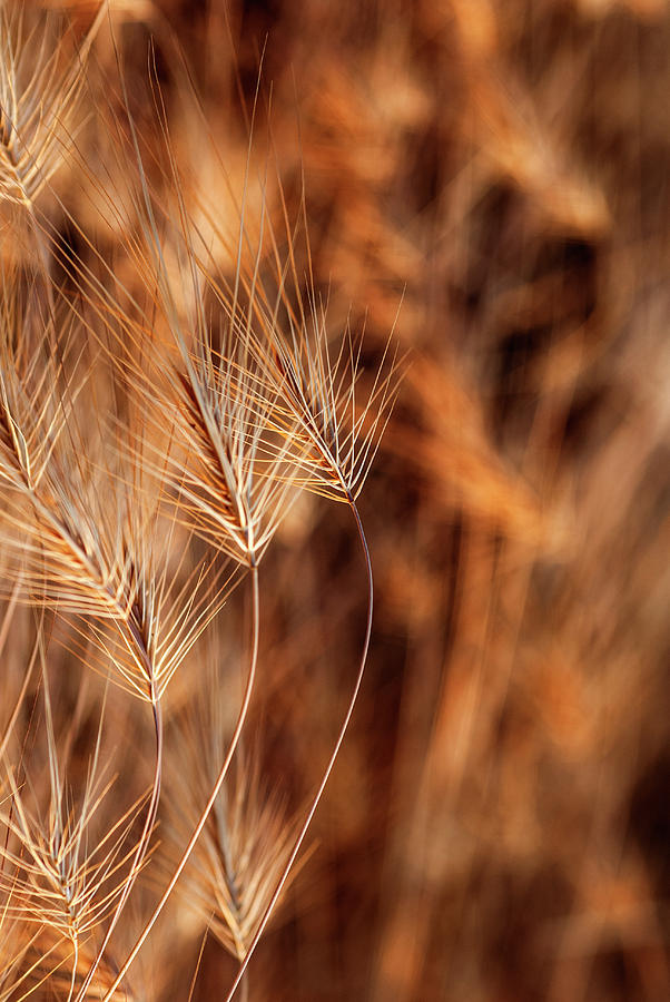 Dry Grass art Photograph by Vishwanath Bhat
