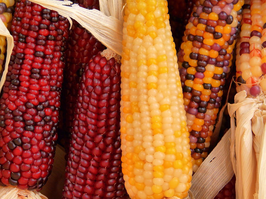 Dry Indian Corn Photograph by Jeff Lowe