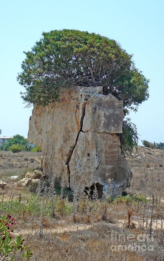 Dry land rock and tree Photograph by Francesca Mackenney