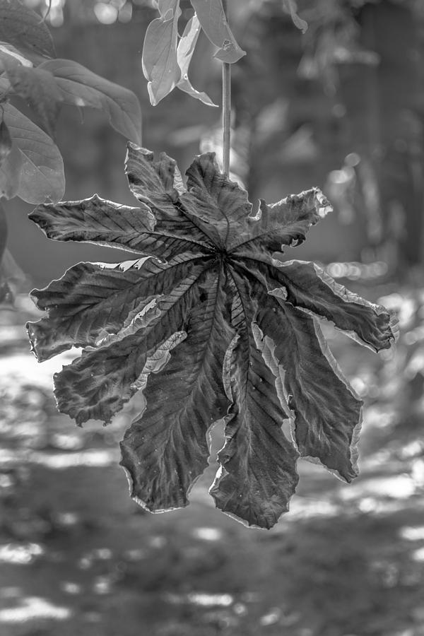 Nature Photograph - Dry Leaf Collection BnW by Totto Ponce