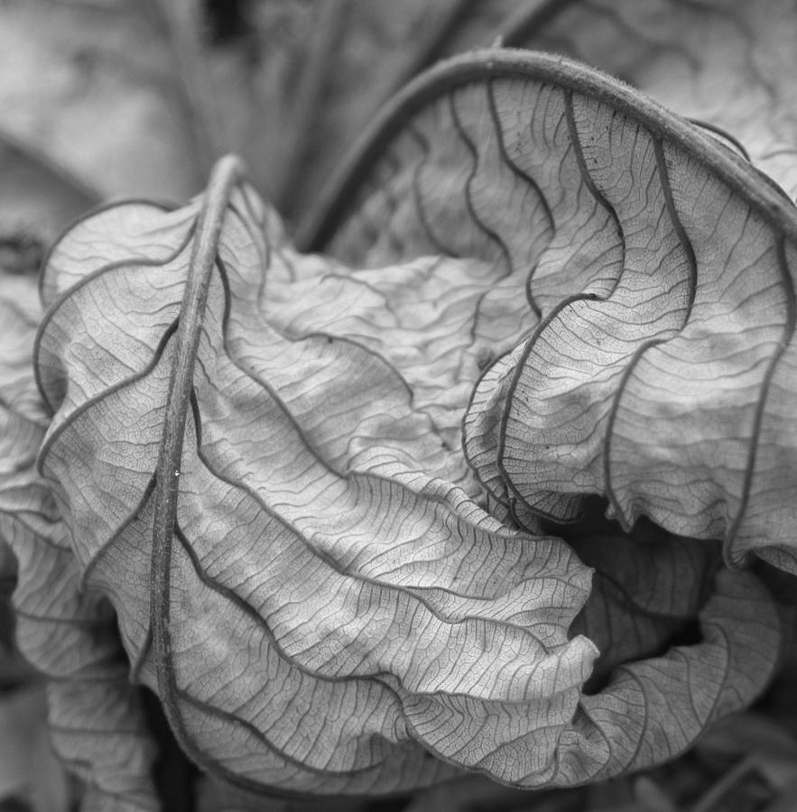 Nature Photograph - Dry leaf by Mary McGrath