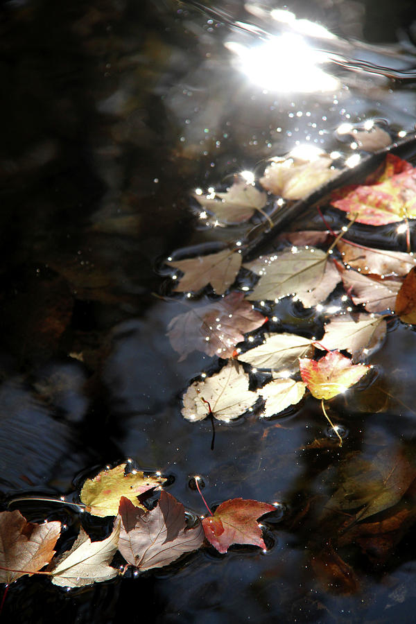 Dry leaves floating on the surface of a stream Photograph by Emanuel Tanjala
