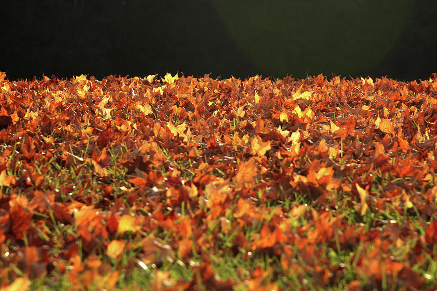 Dry maple leaves covering the ground Photograph by Emanuel Tanjala