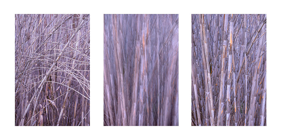 Dry Reed Collage Photograph by Alexander Kunz