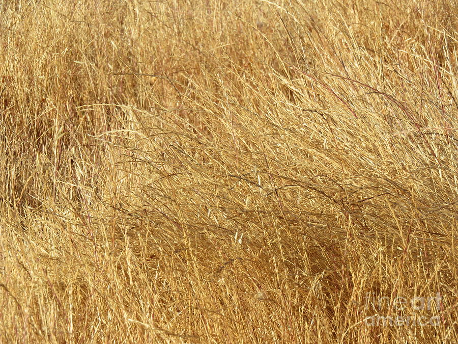 Nature Photograph - Dry Rye by Suzanne Leonard