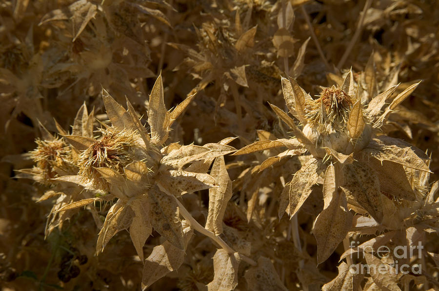 Dry Safflower Seed Heads Photograph by Inga Spence