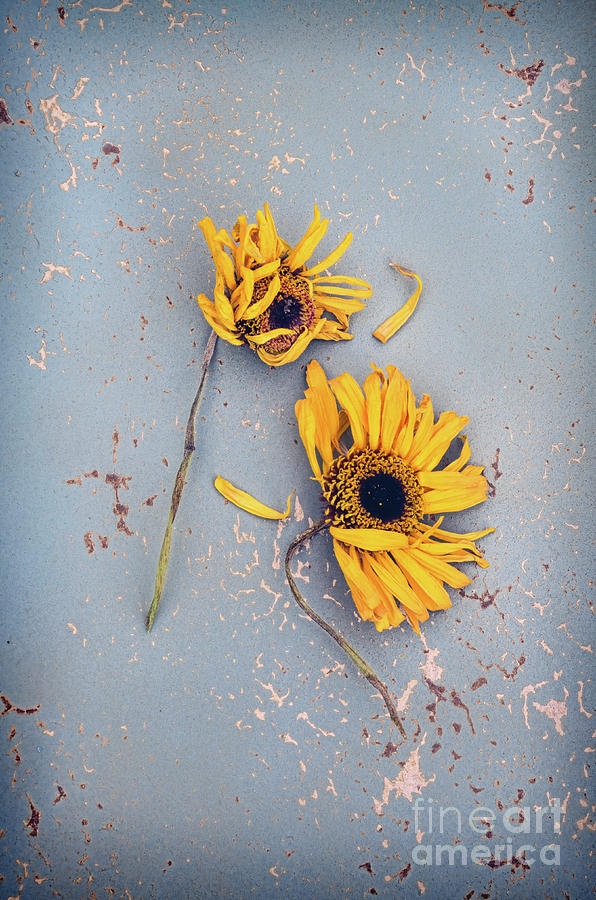 Dry Sunflowers on Blue Photograph by Jill Battaglia