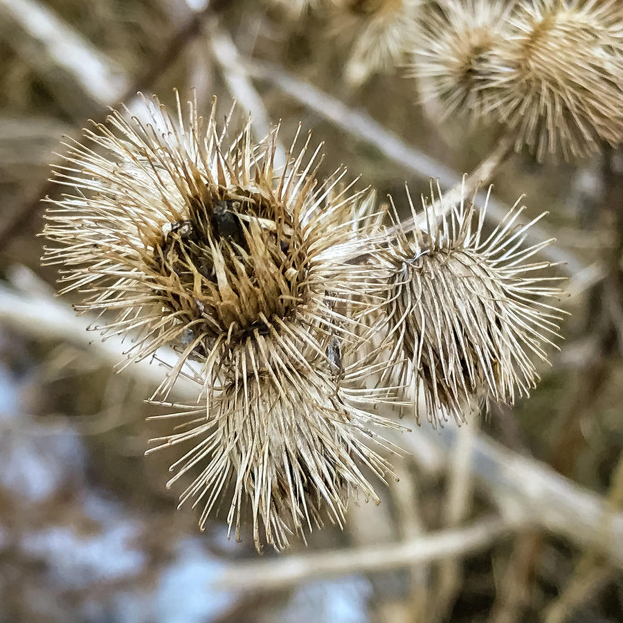 Dry thistle buds Photograph by SAURAVphoto Online Store