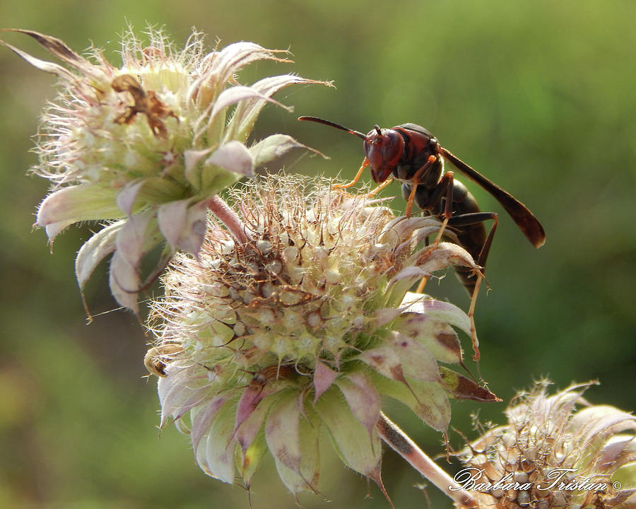 Dry Thistles Brown Paper Wasp #6363 Photograph by Barbara Tristan