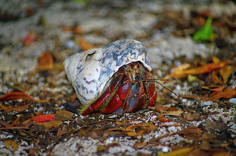 Dry Tortuga Hermit Crab Photograph by Henri Irizarri